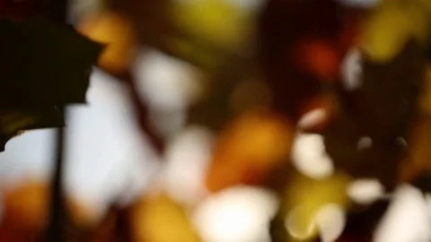 Fall leaves Vídeos de archivo 80163623