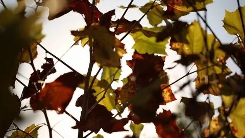 Fall leaves Vídeos de archivo 80163709