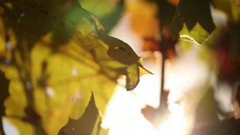 Fall leaves Vídeos de archivo 80163893