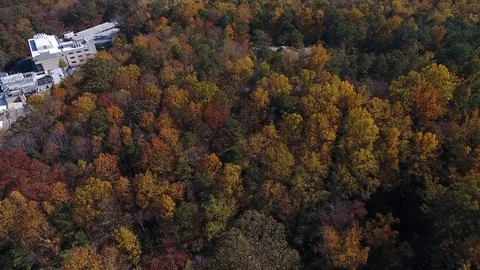 Fall Leaves Video stock 82633299