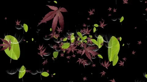 Fall Leaves Video stock 84986593