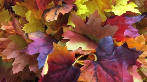 Fall Leaves Vídeos de archivo 100699002