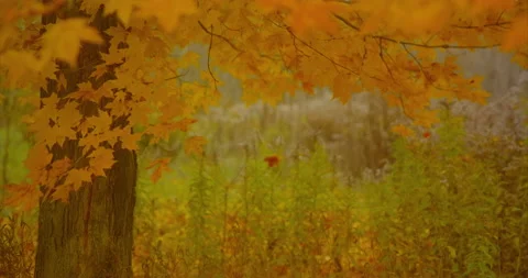 Fall leaves Stock Footage 142111434
