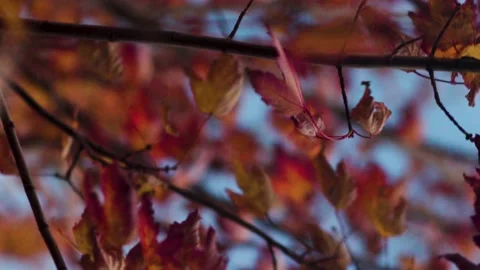 Fall Leaves Stock Footage 142600082