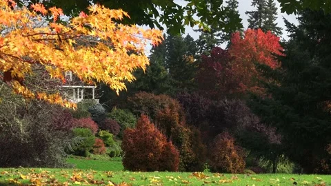 Fall Leaves Stock Footage 147632434