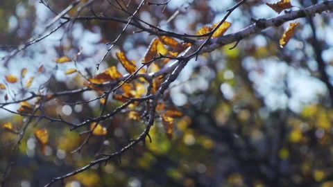 Fall Leaves 库存影片 148248945