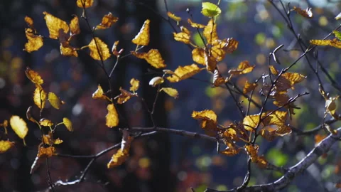 Fall Leaves 库存影片 148249314