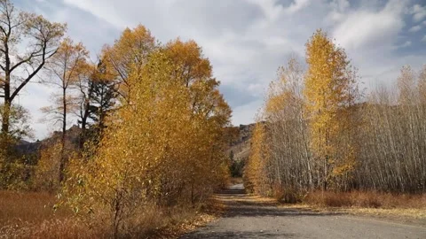 Fall leaves Stock Footage 155115913