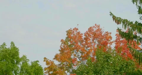 Fall Leaves Stock Footage 218041749