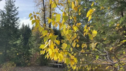 Fall leaves Stock Footage 220341003