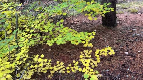 Fall leaves Video stock 220341089