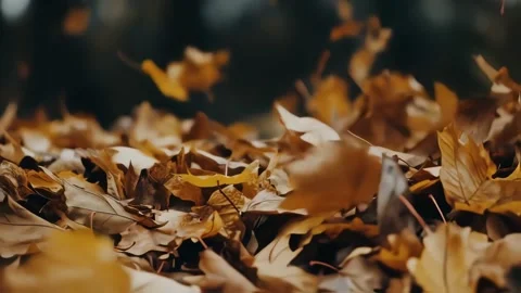 Fall leaves Video stock 303945416