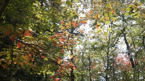 Fall leaves in forest changing colour from green to red beautiful, 4k Stock Footage 120314688