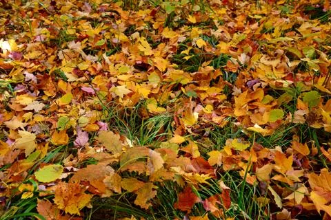 Fall Leaves on Forest Floor Stock Photos
