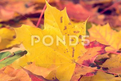 Fall leaves on forest floor. Stock Photos