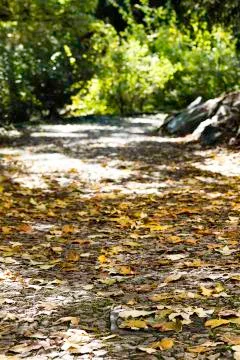 Fall leaves on a forest pathway Stock Photos