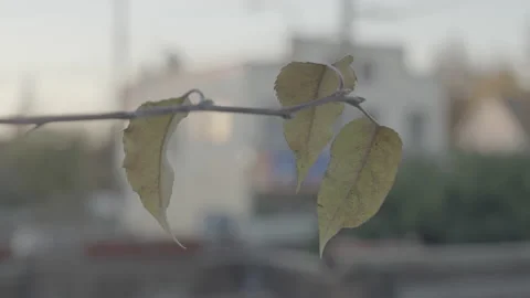 Fall leaves in front of building in small town neighborhood Stock Footage 226430349