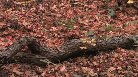 Fall leaves gently drop to the ground at Zion National Park 스톡 동영상 55735076