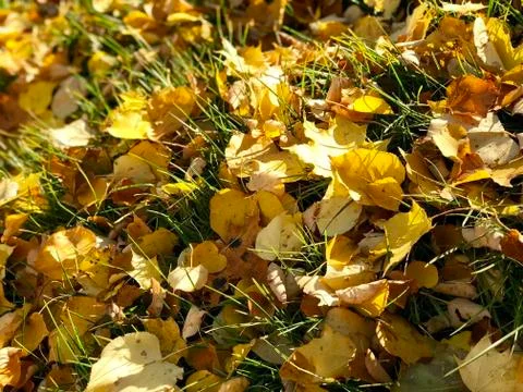 Fall leaves on the grass Stock Photos