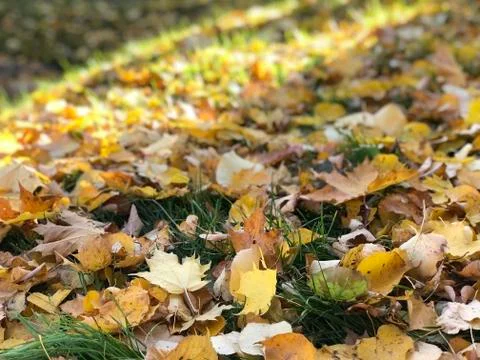 Fall leaves on the grass with sun rays Stock Photos
