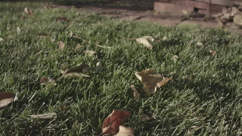 Fall Leaves On Green Grass 스톡 동영상 148508738
