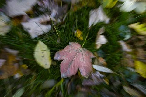 Fall leaves on the green grass. Stock Photos
