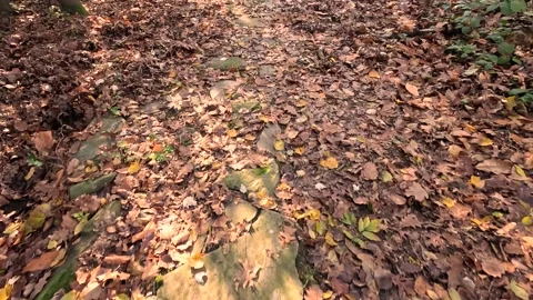 Fall Leaves On Ground Background Stock Footage 339951750