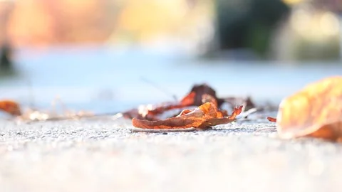 Fall Leaves on the Ground Blowing in the Breeze Stock Footage 236812027