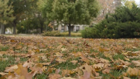 Fall Leaves on the ground on a campus quad Stock-Footage 253740320