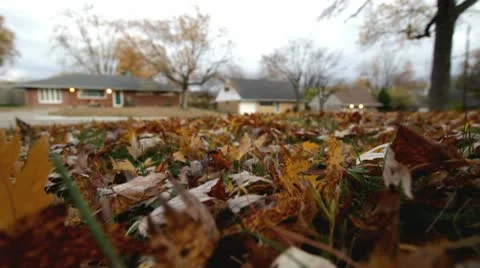 Fall leaves on ground during storm Stock Footage 8997871