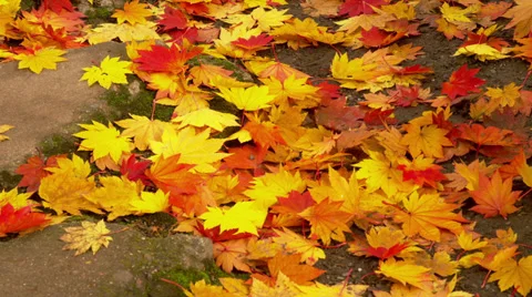 Fall Leaves on Ground Stock Footage 35318897