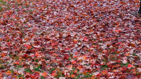 Fall Leaves on Ground Stock Footage 35721971