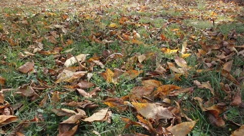 Fall leaves on ground Stock Footage 44446622