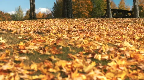 Fall Leaves on the Ground. Stock-Footage 68651362