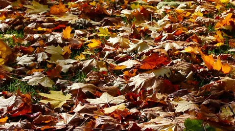 Fall leaves ground HD Stock Footage 32396102