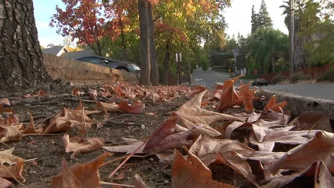 Fall Leaves on Ground With leaves Falling Suburban Street Nature Autumn Stock Footage 99075804