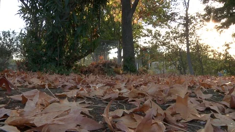 Fall Leaves on Ground With Leaves Falling Sun Flare Autumn Nature Stock Footage 99077439