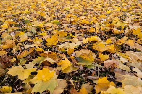 Fall leaves on ground Stock Photos
