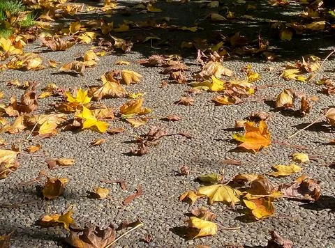 Fall leaves on the ground Stock Photos