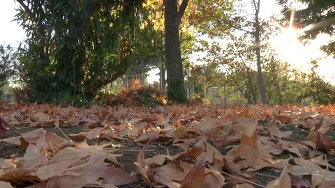 Fall Leaves on Ground Sun Flare Autumn Nature Stock Footage 99075206