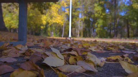 Fall Leaves on the Ground Underneath a Park Bench on a Breezy Day Stock Footage 97722827