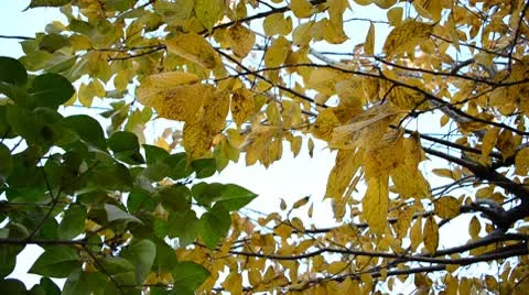 Fall Leaves Hanging from Branch HD Stockbeeldmateriaal 8975879