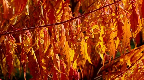 Fall leaves HD Stock Footage 32351167