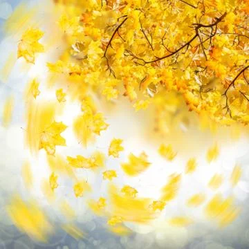 Fall leaves Stock Illustration