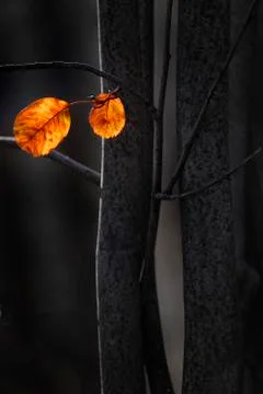 Fall Leaves Isolated on Dark Trees Stock Photos