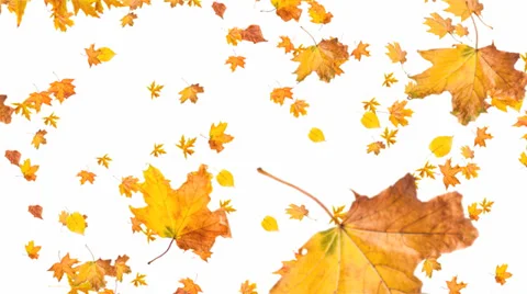  Fall leaves on isolated . Stock Footage 29241358