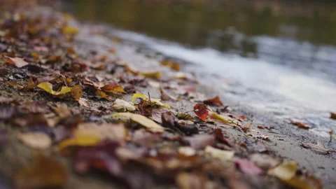 Fall Leaves Lake Beach Stock Footage 163535045