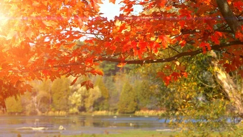 Fall Leaves Landscape Sun Forest Beautiful Nature Season Park Tree Lens Flare Video stock 92831808