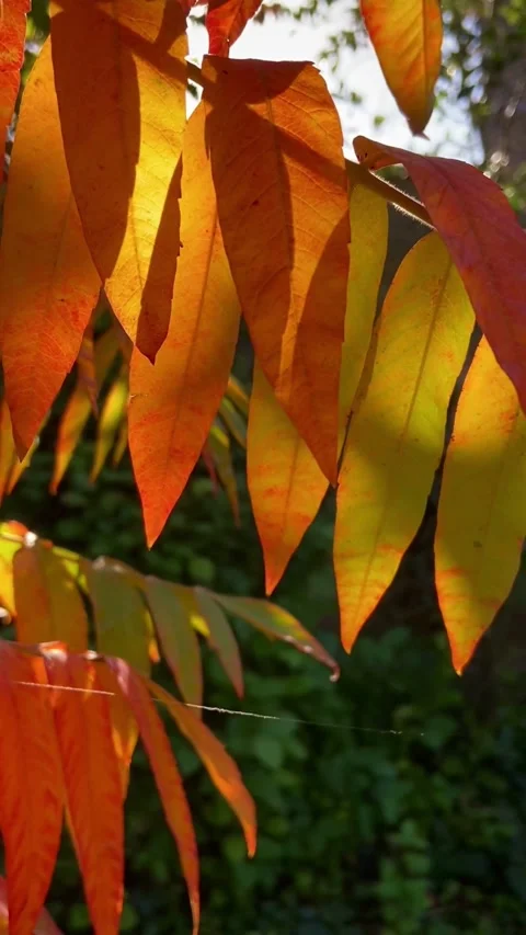 Fall Leaves. Leaf background Video stock 220348171