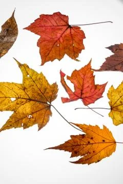 Fall leaves leaf color isolated Stock Photos